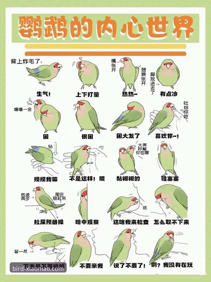 小鸟平台最新版本功能详解：实用必备知识，助你畅享极致体验